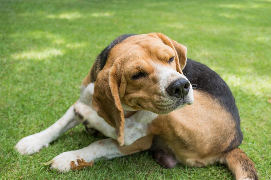dermatitis en perros