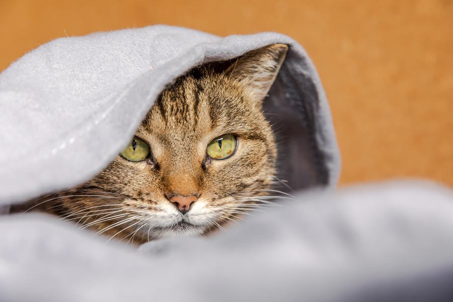 depresión gatos
