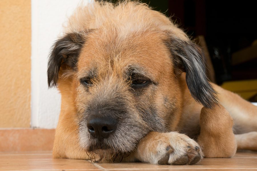 depresion en perros