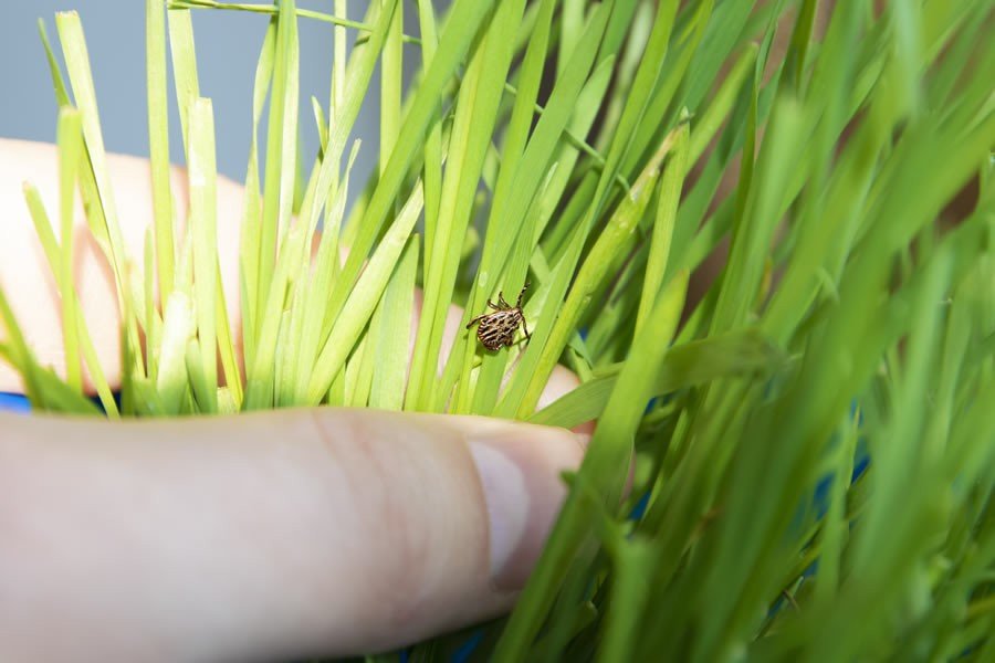 Di adiós a las garrapatas con antiparasitarios naturales - Disane pet care