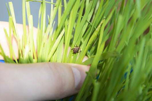 Di adiós a las garrapatas con antiparasitarios naturales - Disane pet care
