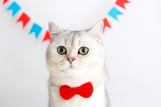 Día del Gato ¿Por qué se celebra tres veces al año? - Disane pet care