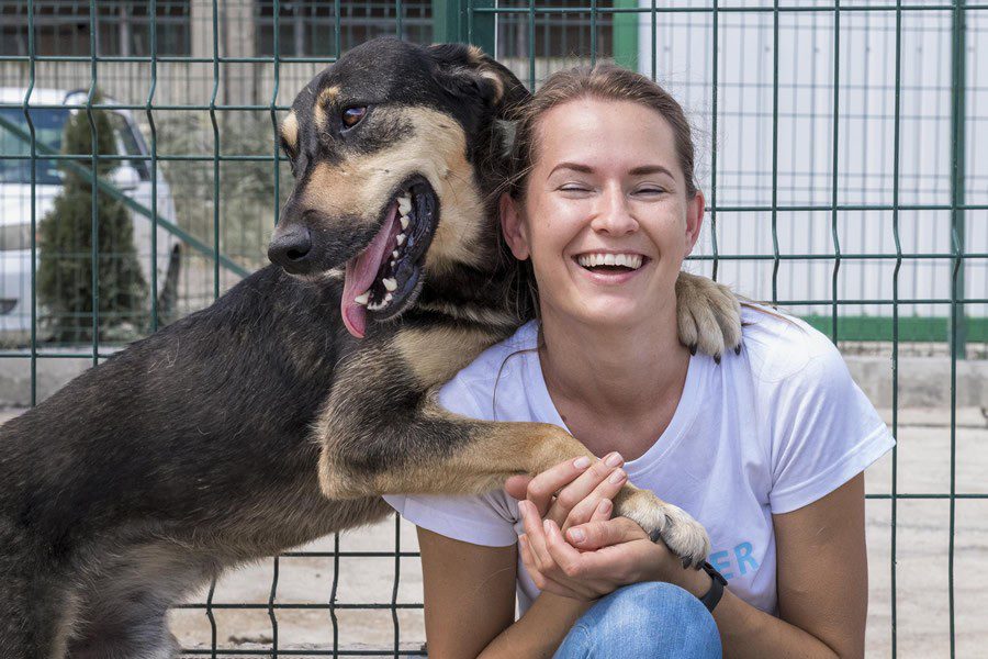 Día Mundial de los perros sin hogar - Disane pet care