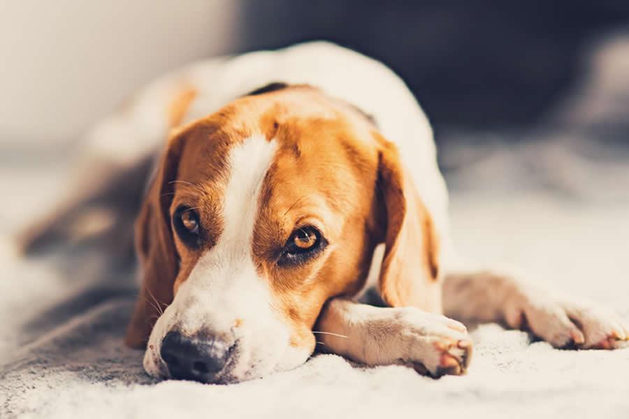 diarrea en perros