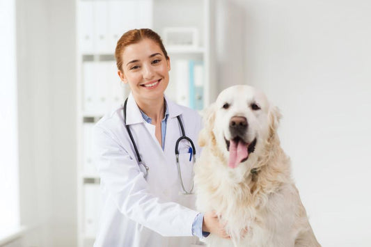 Diferencias entre antiparasitarios naturales y químicos - Disane pet care
