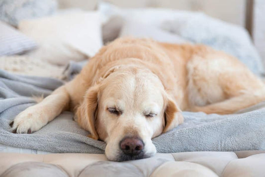 Displasia de cadera en perros, qué es y cómo se trata - Disane pet care
