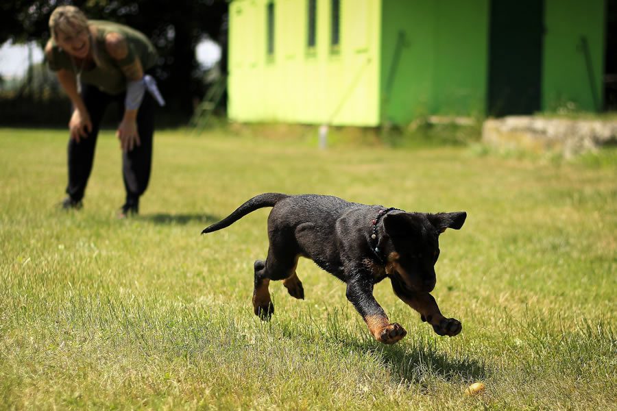 educar a un cachorro