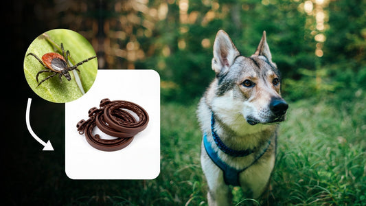 El Mejor Collar Antiparasitario Natural para Perros: Guía 2026 - Disane pet care