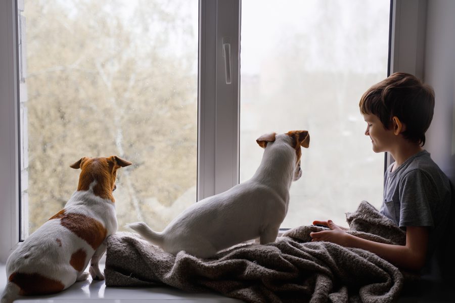 empapadores para perros