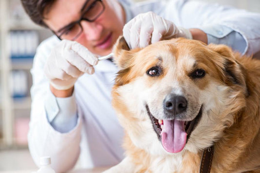 Enfermedad de Lyme en perros y gatos, síntomas y tratamiento - Disane pet care