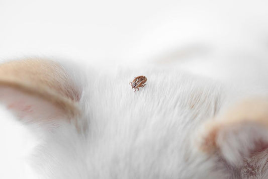 Erliquiosis canina y felina - Disane pet care