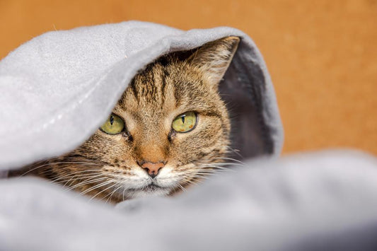 ¿Es posible que mi gato tenga una depresión? - Disane pet care