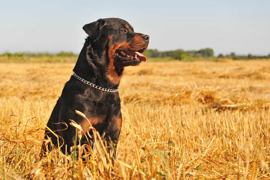 Espigas en perros, cómo prevenirlas y qué hacer si se le clavan a tu perro - Disane pet care