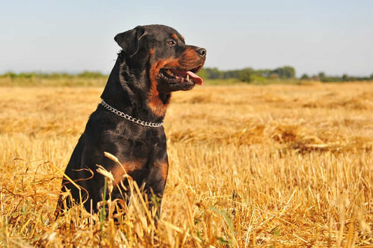 Espigas en perros, cómo prevenirlas y qué hacer si se le clavan a tu perro - Disane pet care
