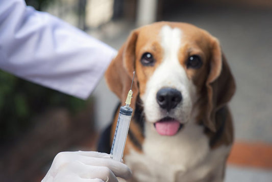 ¿Existe una vacuna contra la leishmania? - Disane pet care