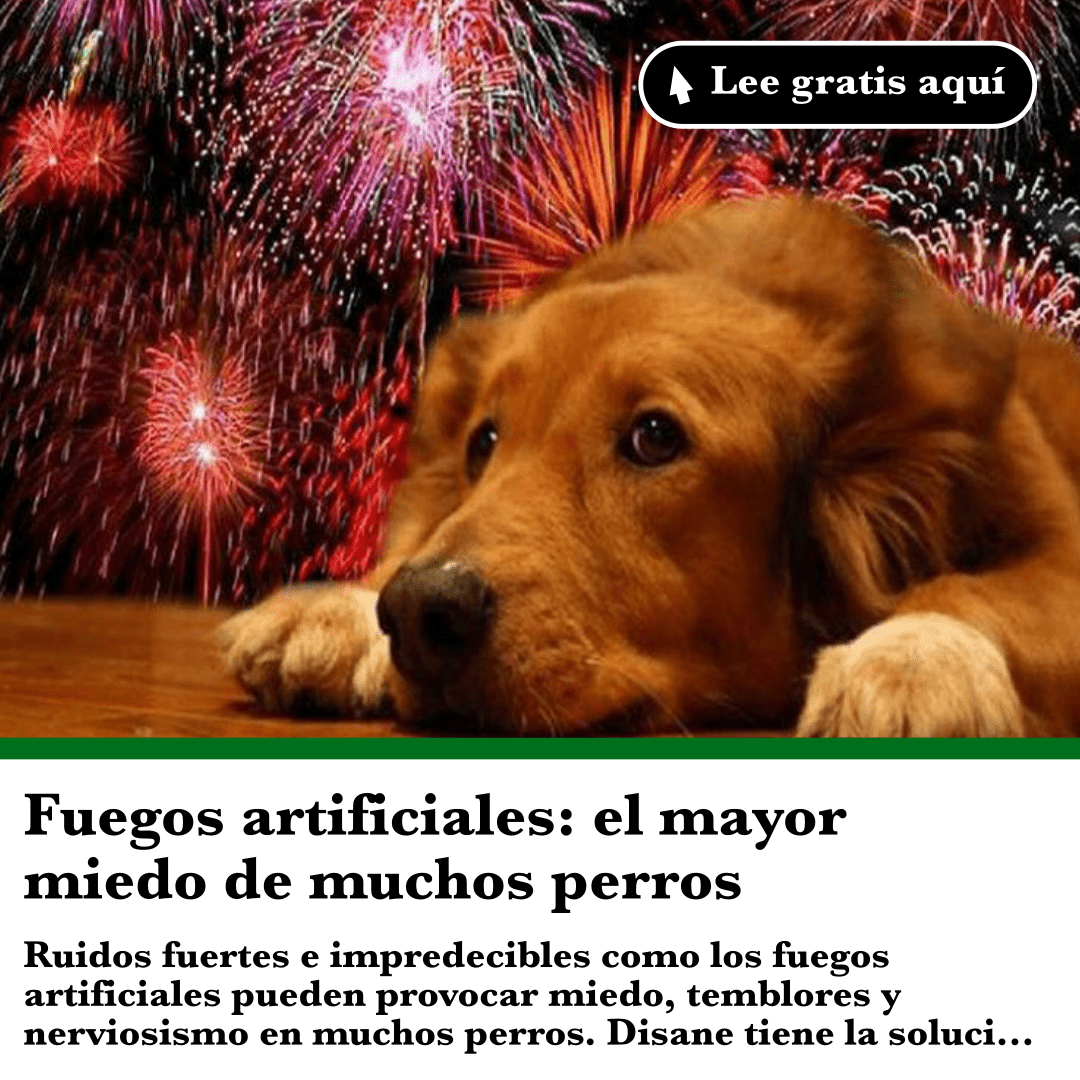 Fuegos artificiales y perros: por qué provocan tanto miedo y cómo ayudarles - Disane pet care