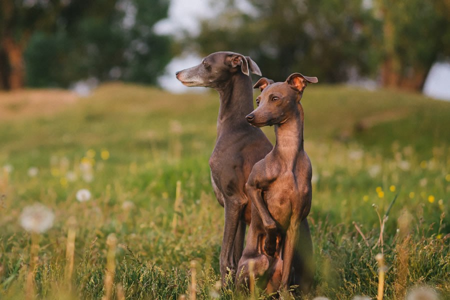 galgo caracteristicas