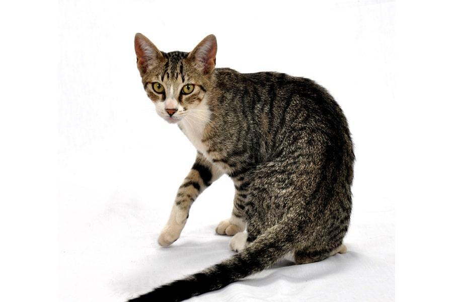 garrapatas gatos