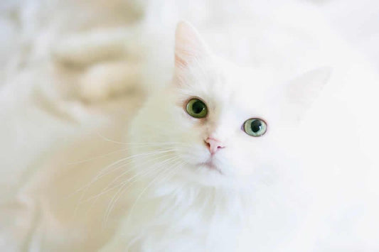 Gato Angora, curiosidades y cuidados de esta raza de gatos - Disane pet care