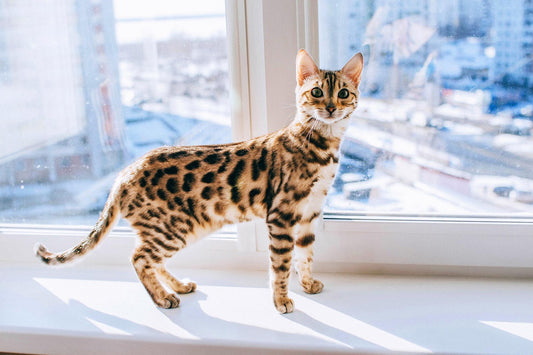 Gato bengalí, curiosidades y cuidados - Disane pet care