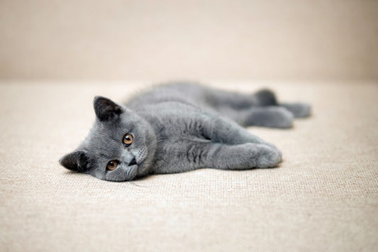 Gato British Shorthair, qué cuidados necesita - Disane pet care