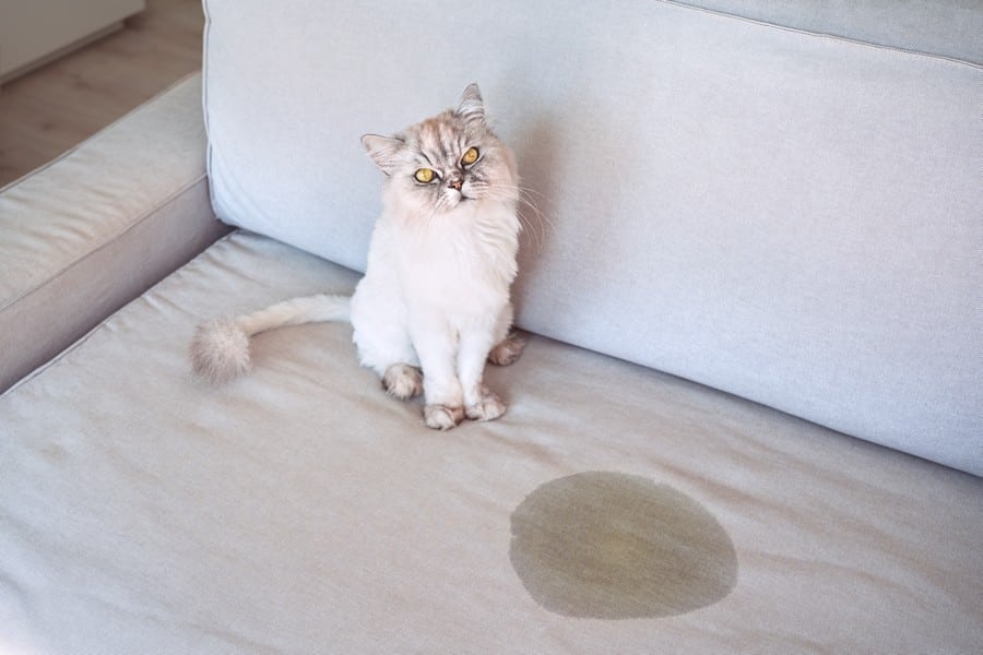 gato orina