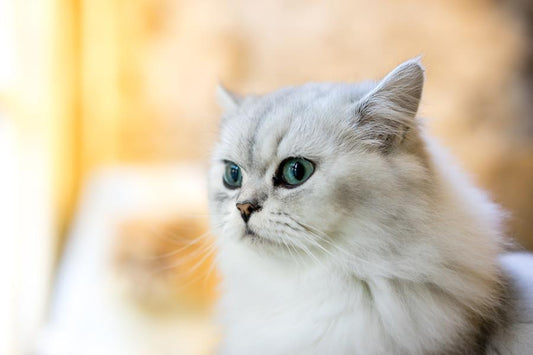 Gato persa, curiosidades y cuidados - Disane pet care
