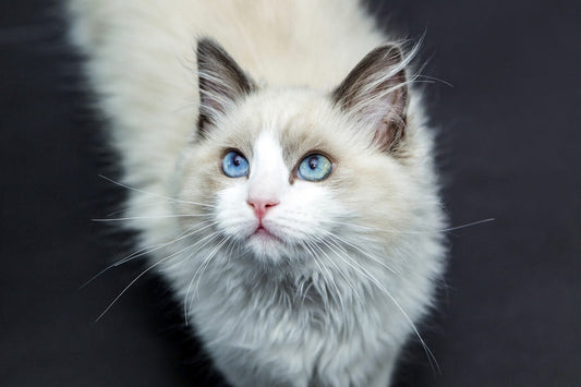 Gato Ragdoll, características y cuidados - Disane pet care