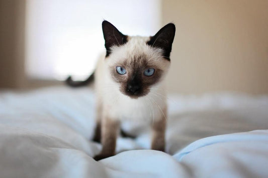 Gato siamés, curiosidades y cuidados - Disane pet care