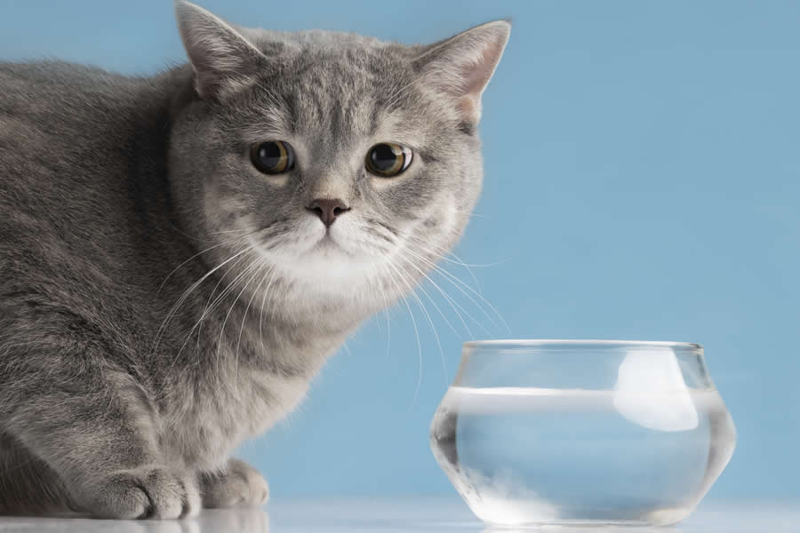 gato cuidados en verano