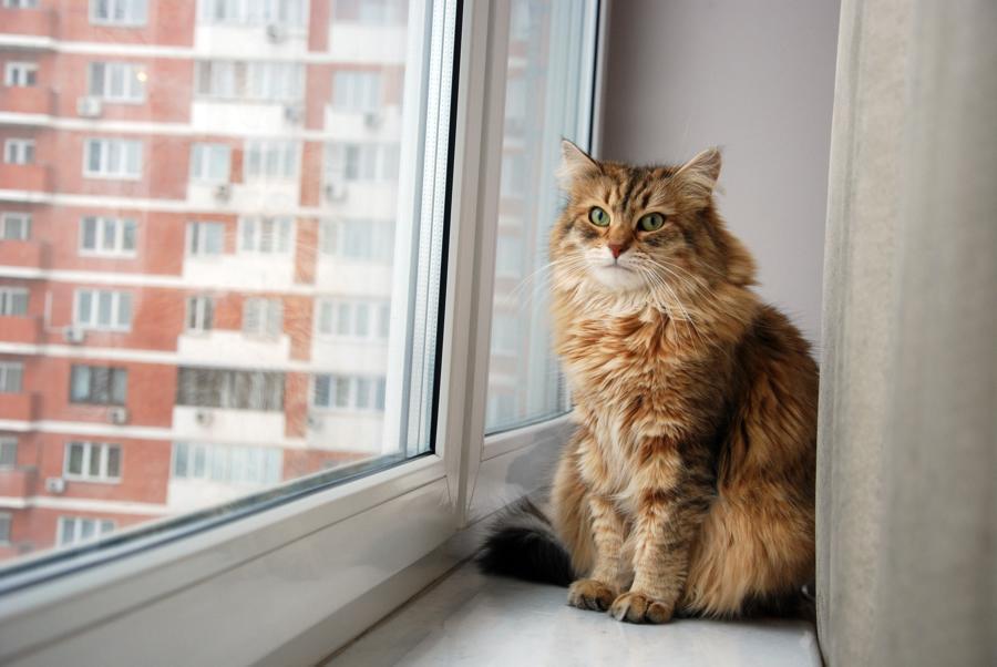 Gato en casa en vacaciones