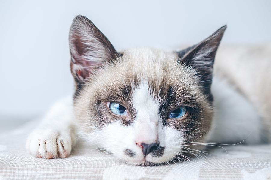 Mi gato está triste