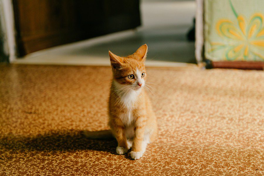 gato sólo en casa