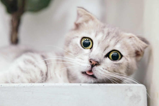 Gatos Munchkin, carácter y cuidados - Disane pet care
