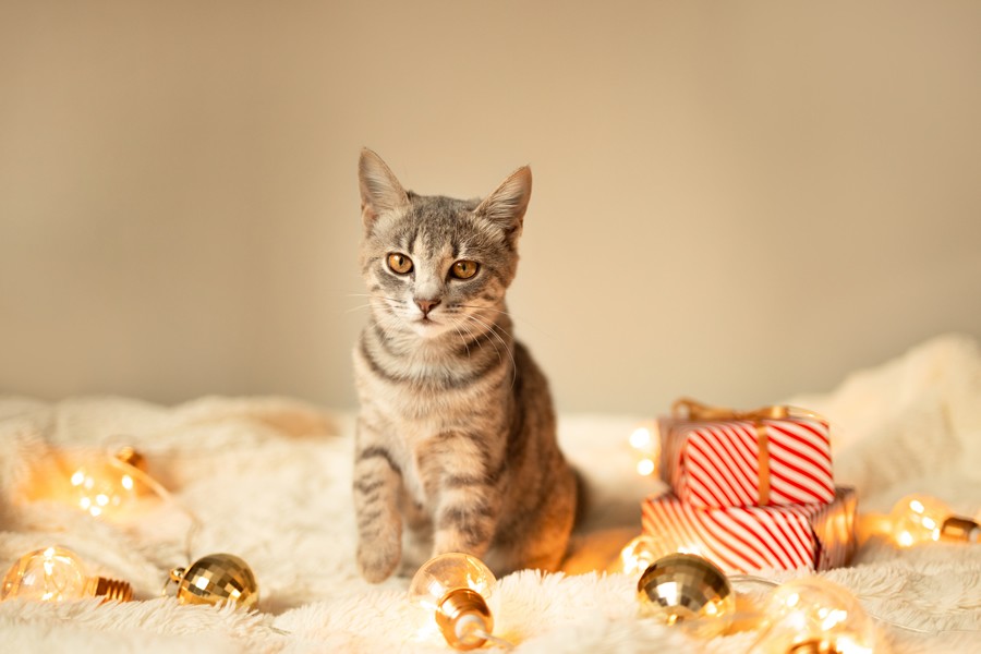 gato navidades