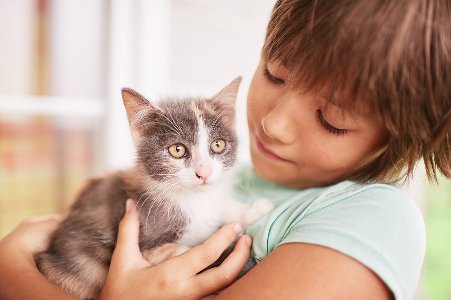 gatos sentimientos