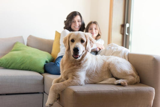 Golden retriever, curiosidades y cuidados - Disane pet care
