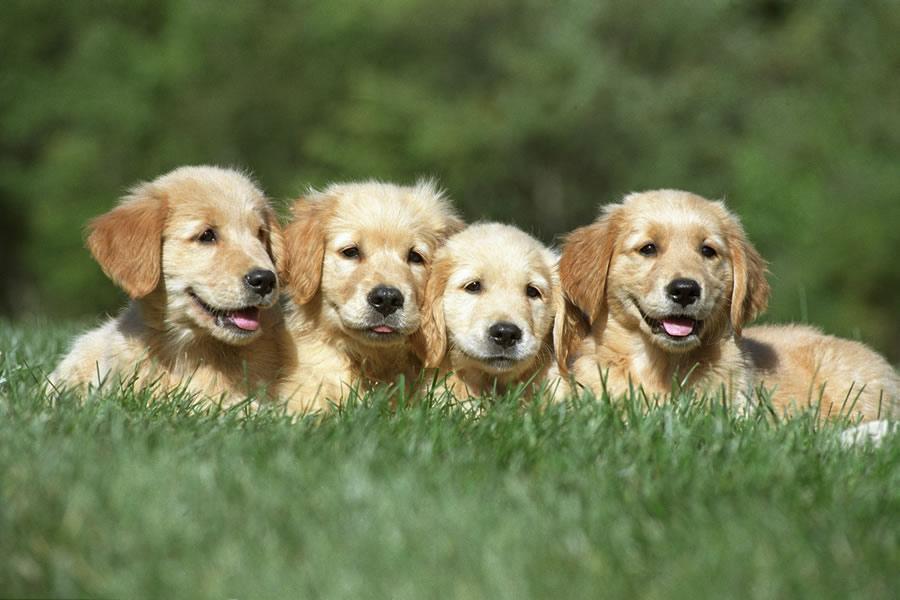 10 cosas que no conocías de los Golden Retriever
