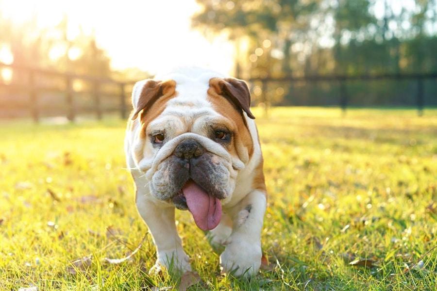 golpe calor perros
