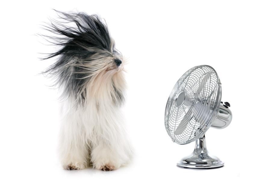 golpes de calor en perros