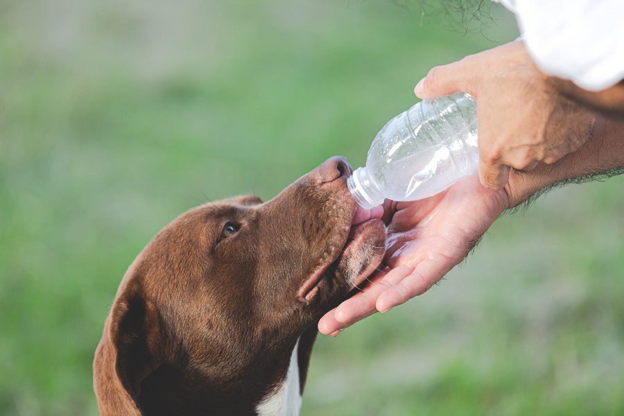 golpe de calor perros