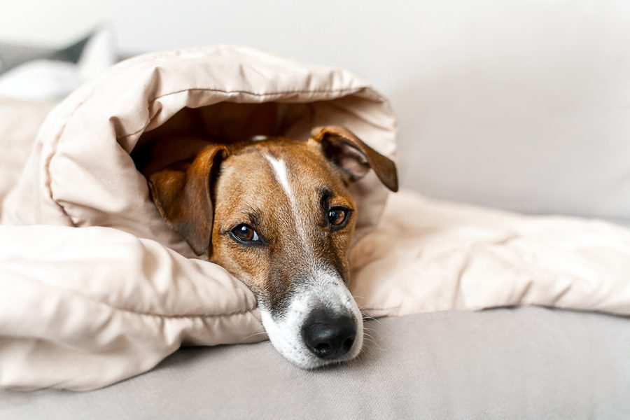 gripe canina
