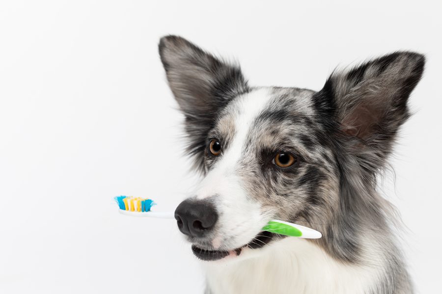 halitosis en perros