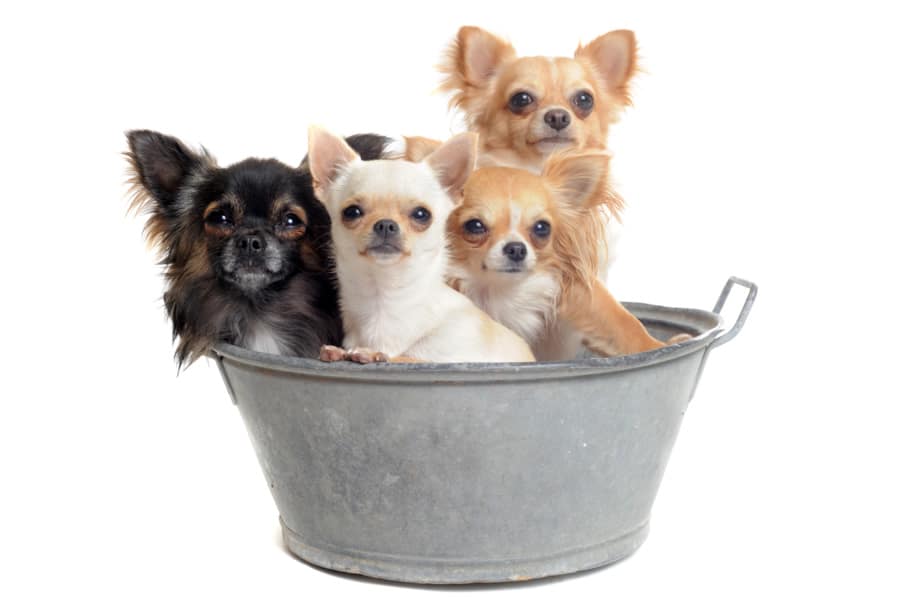 Baño perro