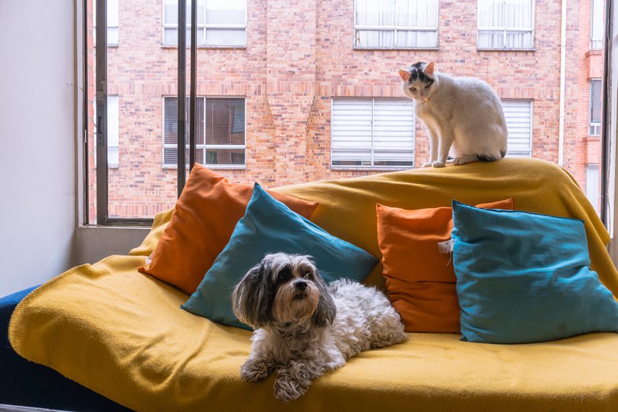 hogares con mascotas