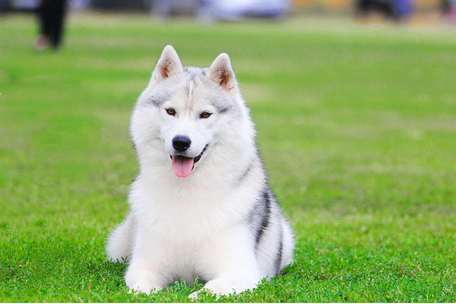 husky