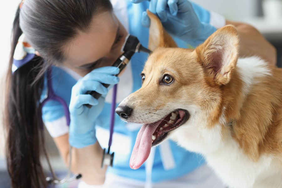 infecciones de oido perros