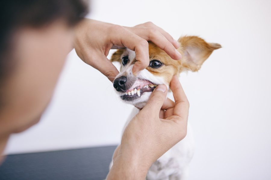 La importancia de la higiene bucodental en perros - Disane pet care