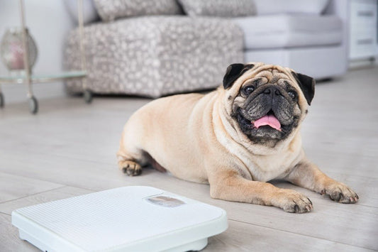 La mitad de los perros y gatos tiene sobrepeso - Disane pet care