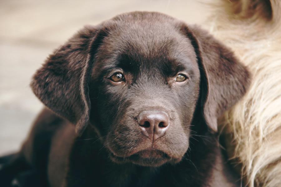 Labrador retriever, características y peculiaridades - Disane pet care